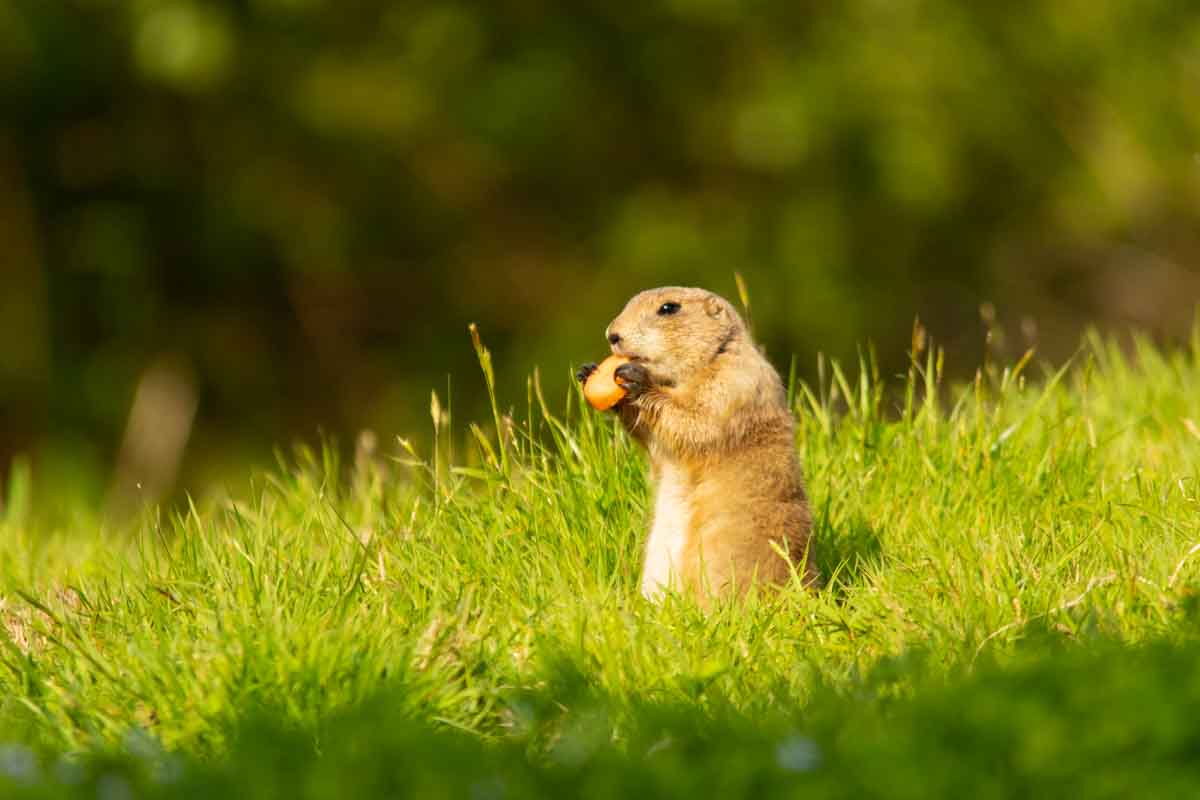 Prairie Dog S Black Photo